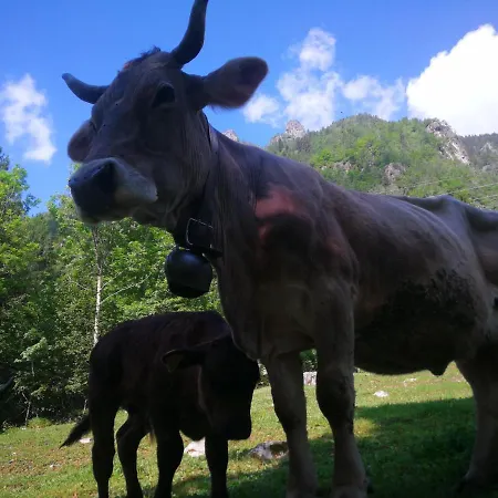 Farm stay Alle Baite Branzi