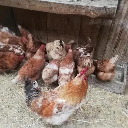 Farm stay Alle Baite *